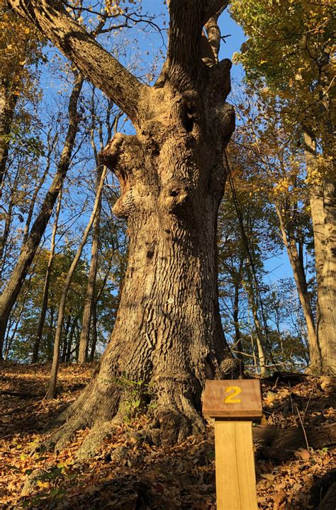 White Oak Trail