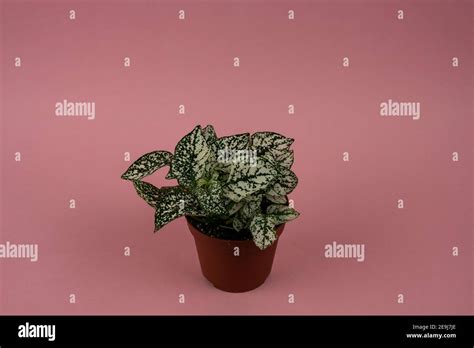 Splash White Hypoestes Phyllostachya In Brown Pot With Pink Background