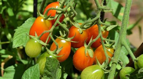 21 Small Tomato Varieties For Your Vegetable Garden