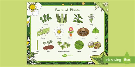 Parts Of Plants Word Mat