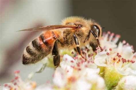 Exploring The Anatomy Of A Bee - Beekeeping 101