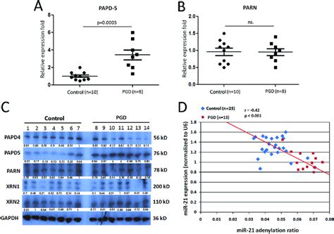 Enhancement Of Mir 21 Degradation Pathway Activation In Lungs With Pgd