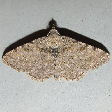 Hodges Hollow Spotted Angle Moth Digrammia Gnophosaria