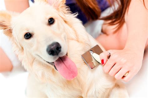 Causas de la caída de pelo en perros cómo detectarla y a qué se debe