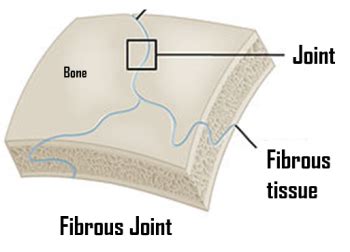 Fibrous Joint Diagram