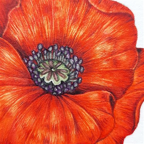 Poppy Watercolour Flower Detail Close Up Lizzie Harper