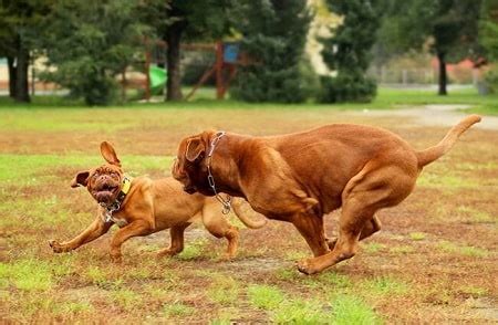 Dogue de Bordeaux Training - Petsyclopedia News