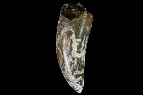 184 Albertosaurus Tooth Alberta Disposition 000028 29 67605