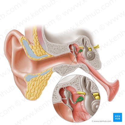 Stapes: Anatomy, structure and function | Kenhub