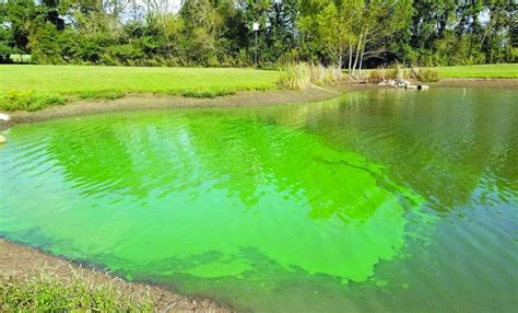 Mekar Alga Membahayakan Akuakultur - Agrimag