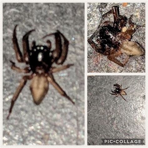 Found In Austin Texas What Spider Is This Sorry For The Squished