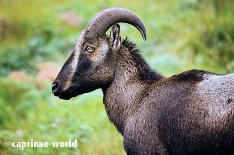 Nilgiri Tahr (Nilgiritragus hylocrius) – Ralfs' Wildlife and Wild Places