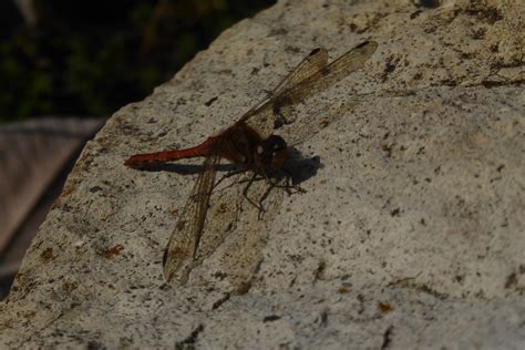 Große Heidelibelle Sympetrum striolatum 4 Große Heidel Flickr