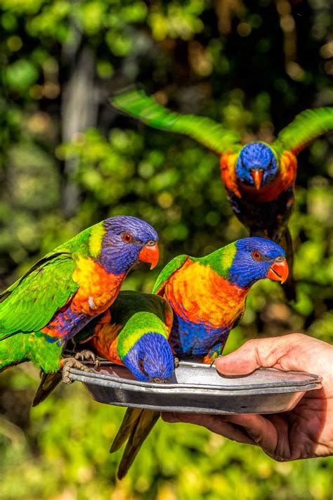 A Visitors Guide To Currumbin Wildlife Sanctuary