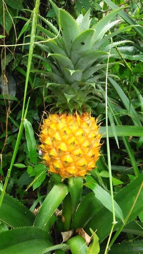 Buy Pineapple Indonesian Pineapple Honey Pineapple Aweet From Petani