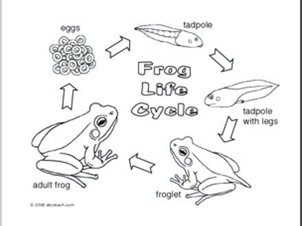 Frog Life Cycle Coloring Pages at GetColorings.com | Free printable colorings pages to print and ...