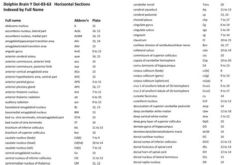 Atlas of the Brain of a Dolphin — Comparative Brain Anatomy