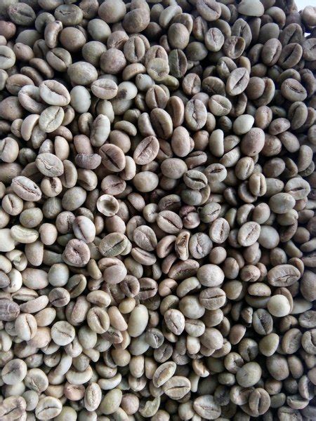 Jual Kopi Green Bean Arabika Sidikalang 1 Kg Grade 1 Di Lapak Syer Kopi