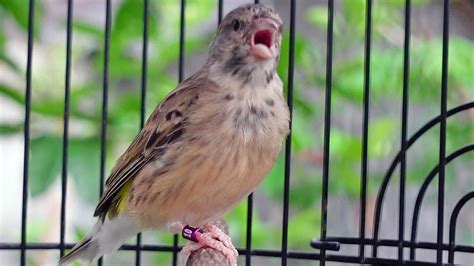 Blackthroat Gacor Ngerol Panjang Suara Jernih Dan Cepat Masuk Untuk