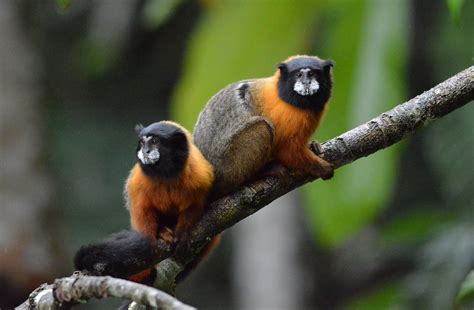 Golden Mantled Tamarins Near Napo Wildlife Lodge In Ecuado Flickr