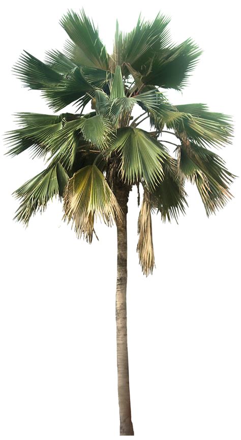 Palm Png Palm Transparent Background Freeiconspng