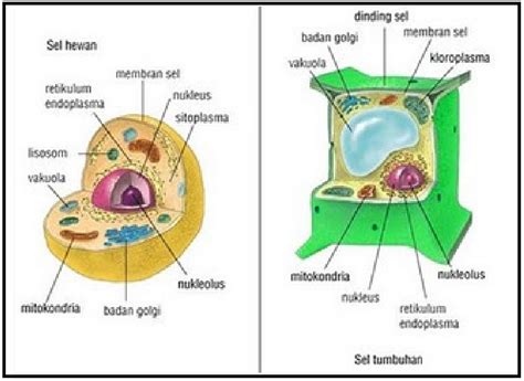 Sitologi Tumbuhan