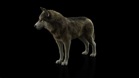 Modelo 3d Wolf Rig Xgen Turbosquid 1548295