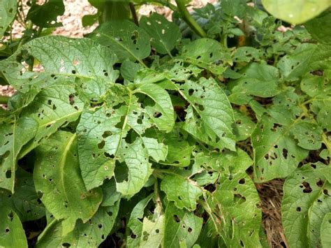 7 Reasons Potato Plants Are Dying (and how to fix it!) - Plant Food At Home