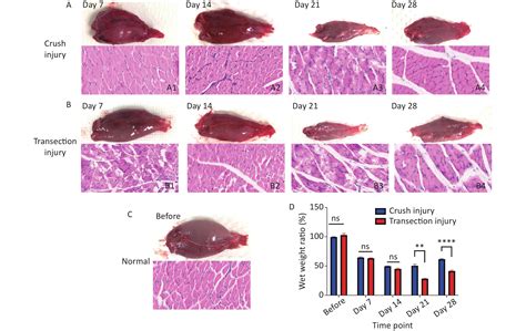 Comparison Of The Nerve Regeneration Capacity And Characteristics