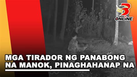 Mga Tirador Ng Panabong Na Manok Pinaghahanap Na YouTube