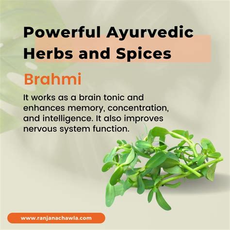 Brahmi Is Also Called A Bacopa Monnieri Is A Traditional Ayurvedic Herb