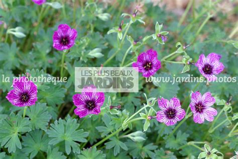 la photothèque LES PLUS BEAUX JARDINS Geranium Pink Penny