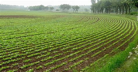 Beet Farm Imgur