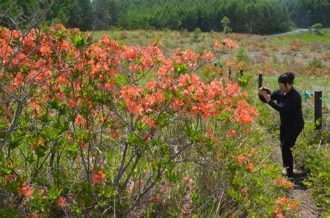 霧ケ峰高原・踊場湿原でレンゲツツジ見頃 長野県諏訪市 全国郷土紙連合