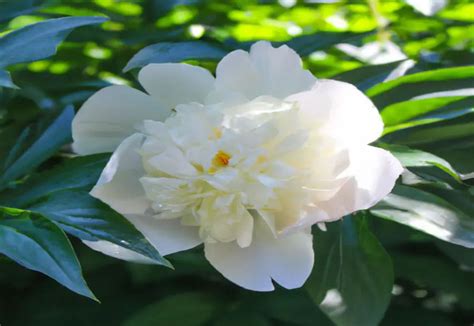 White Peonies Pale Peony Flower Varieties To Grow The Green Thumb