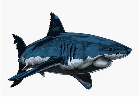 Great White Shark Blue Shark Drawing , Free Transparent Clipart - ClipartKey