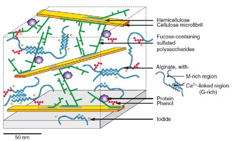 Cell Wall Model Of Brown Algae From The Order Fucales Deniaudbouët Et