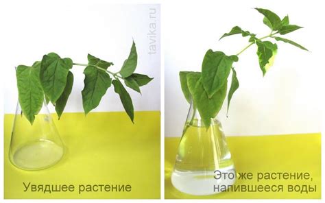 опыты с растениями | Растения, Научные эксперименты для детей, Научные ...