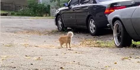 Frau sieht seltsame Katze neben dem Auto nähert sich und traut ihren