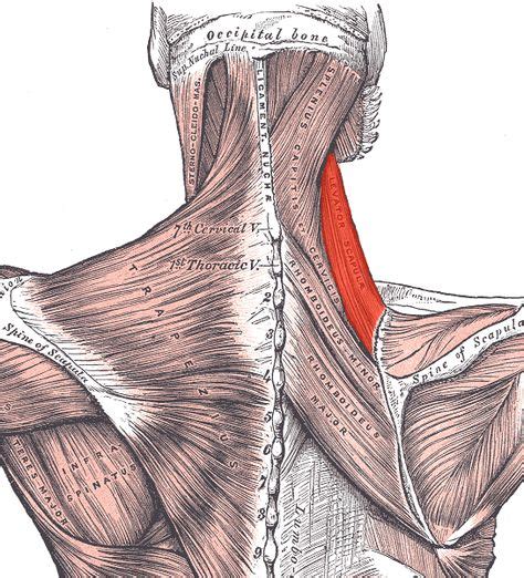 The Levator Scapulae Muscle Scapula Anatomy Massage Therapy Images