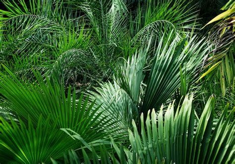 Premium Photo | Tropical green plants