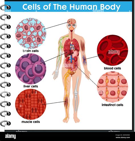 Ilustración del cartel de la célula del cuerpo humano Imagen Vector de