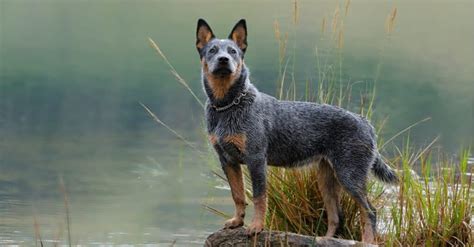 Blue Heeler vs Australian Shepherd: 8 Key Differences - A-Z Animals