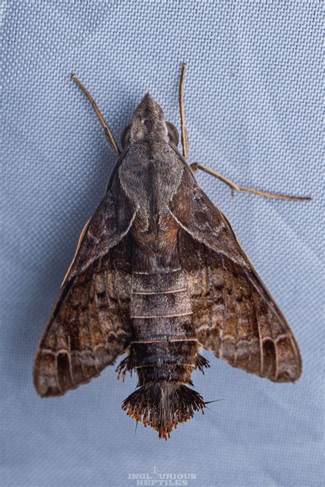 Macroglossum Sp Inglourious Reptiles Flickr