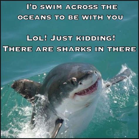 Haha Its Smiling The Shark Is Smiling Sharks Funny Shark Shark