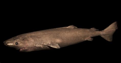 Greenland Shark Is Worlds Longest Lived Vertebrate Research