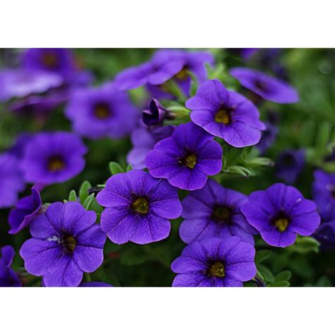 Petunia Nana Compacta Alderman MRS Seeds Gazondirect Fr