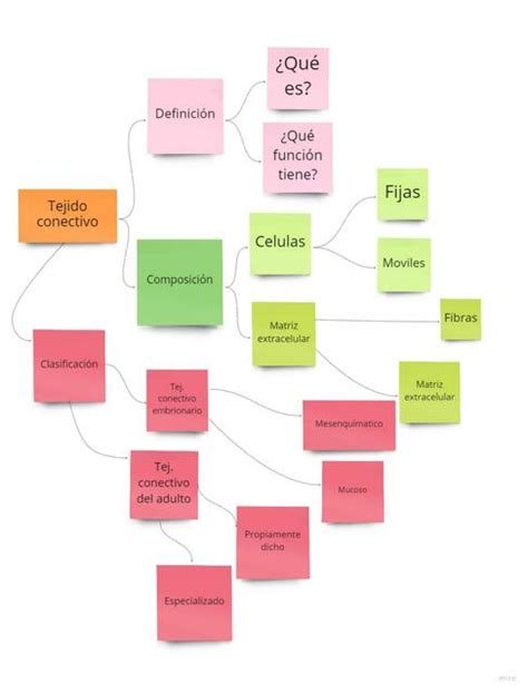 Arriba Imagen Tejido Conjuntivo Mapa Mental Abzlocal Mx