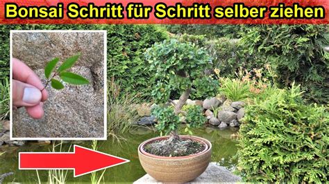 Vom Steckling Zum Bonsaibaum Bonsai Selber Ziehen Machen