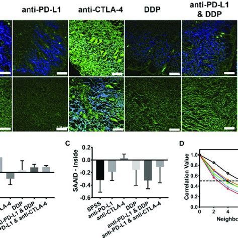 Transplantable Mouse Tumor Model Development A Id8 Cells Were